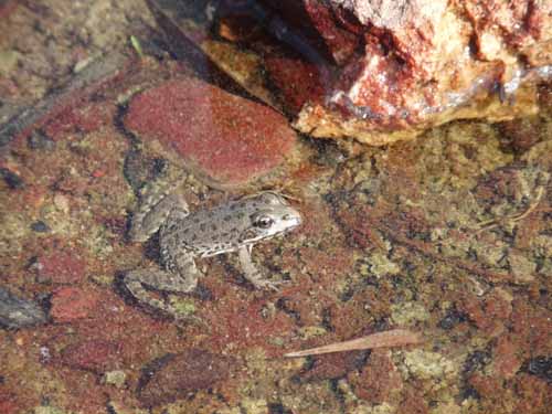 Cevennen_120906_029_Gard_Ceze_Nimes