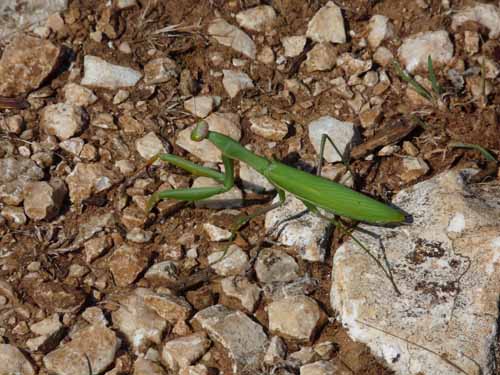 Cevennen_120906_142_Gard_Ceze_Nimes
