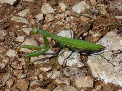 Cevennen_120906_143_Gard_Ceze_Nimes