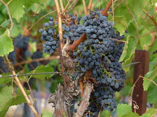 Cevennen_120906_371_Gard_Ceze_Nimes