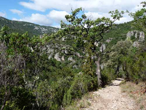 Cevennen_120906_529_Navacelles_Herault