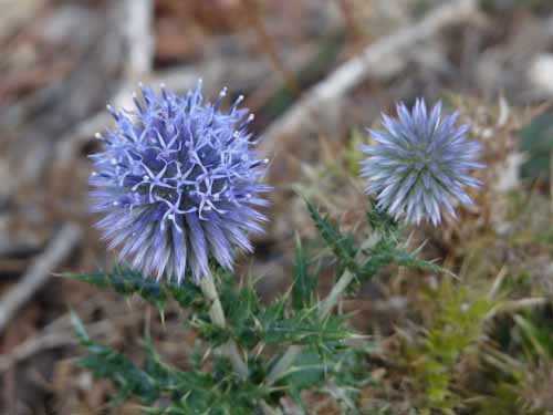 Cevennen_120906_536_Navacelles_Herault