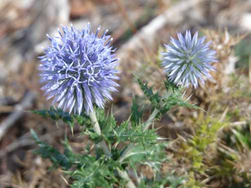 Cevennen_120906_537_Navacelles_Herault