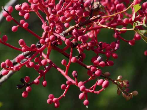 Cevennen_120906_555_Navacelles_Herault