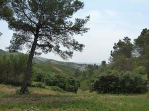 Provence_Les-Alpilles-008