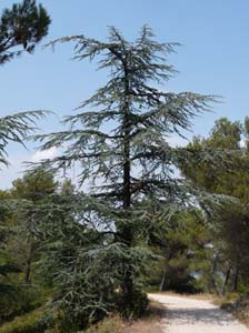 Provence_Les-Alpilles-025