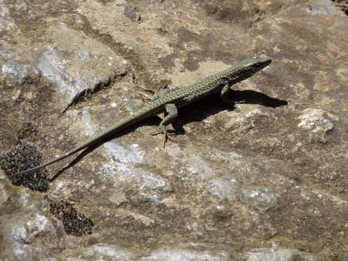 Gorges-de-la-Caranca-033