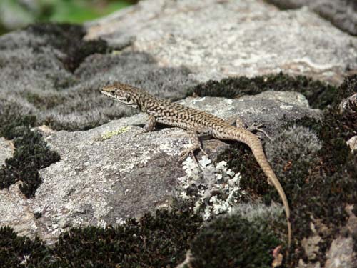 Gorges-de-la-Caranca-034