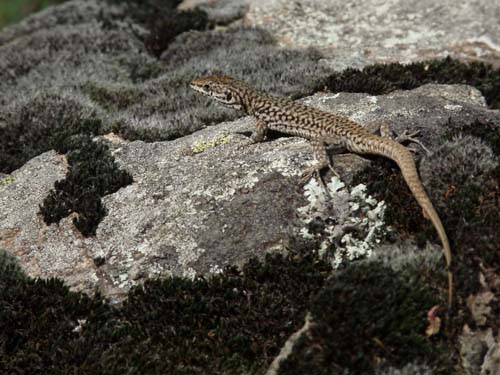 Gorges-de-la-Caranca-035