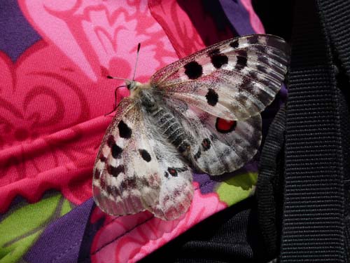 Gorges-de-la-Caranca-041