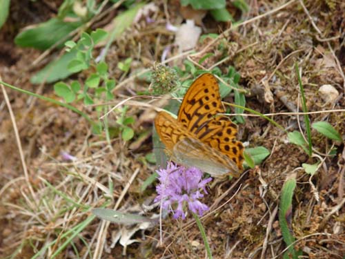 Queribus-Cucugnan_009