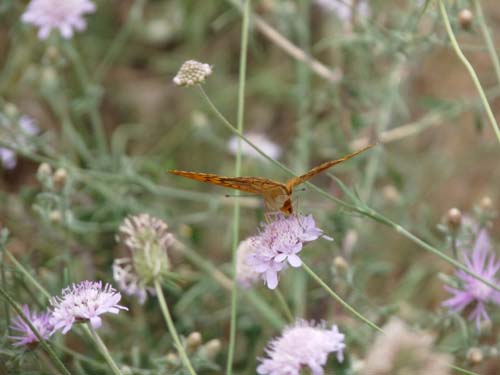 Queribus-Cucugnan_039