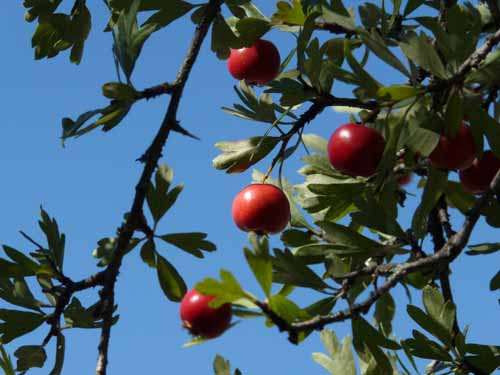 Cevennen_120906_742_Sauve_Vidourle