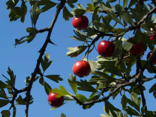 Cevennen_120906_745_Sauve_Vidourle