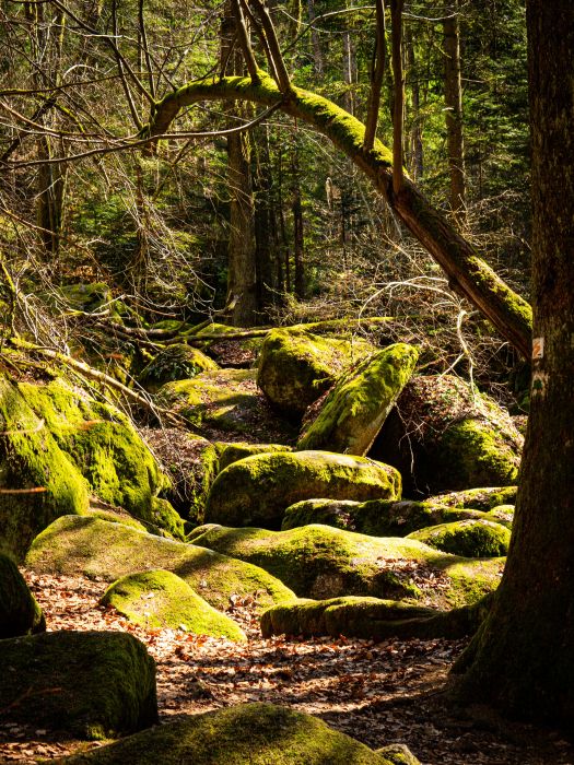 Wandern im verwunschenen Bayerischen Wald