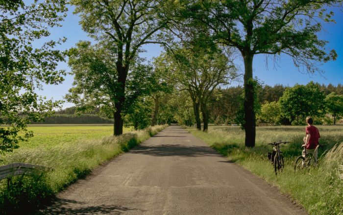 Allee: Von Bäumen gesäumte Nebenstraße, rechts stehen Fahrräder und eine Person.