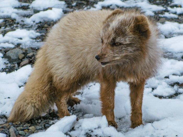 Polarfuchs, Island