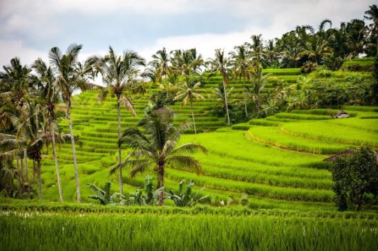 Reisfelder Bali Pixabay