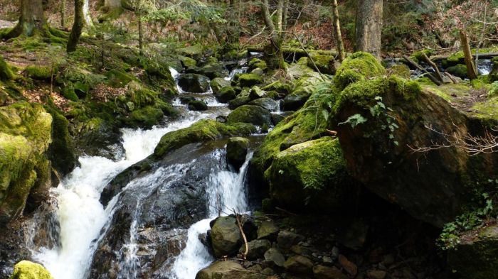 Schwarzwald: Bäche, Wälder, Moos
