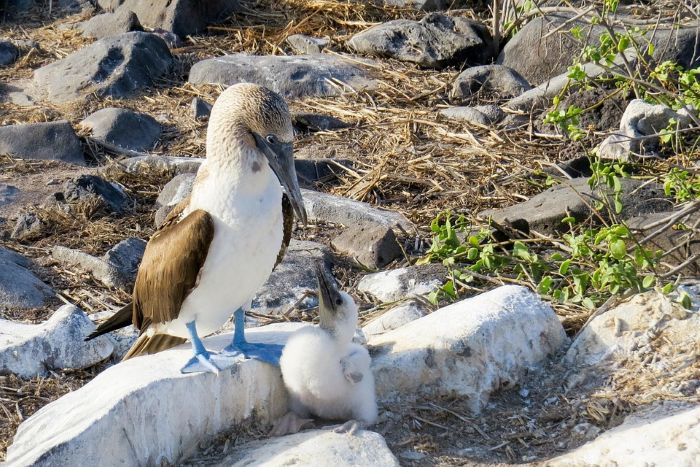 Blaufußtölpel Galapagos Inseln
