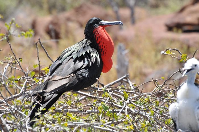Vögel Galapagos Inseln