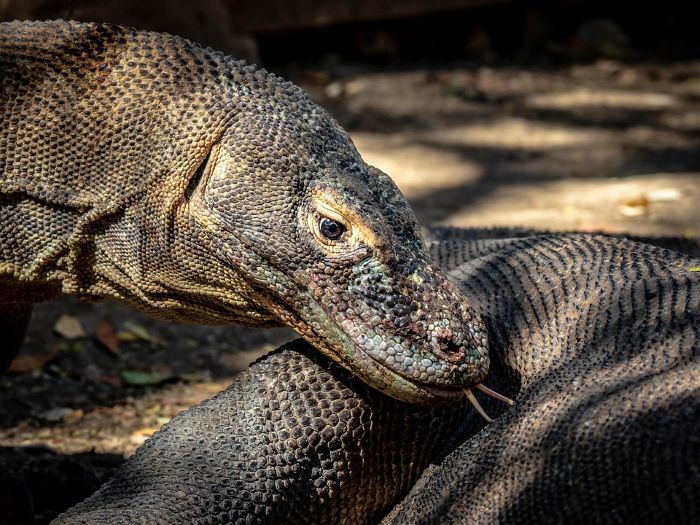 Komodo-Varan, Indonesien