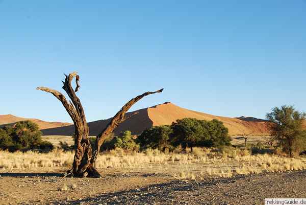 Düne und Baum Namibia
