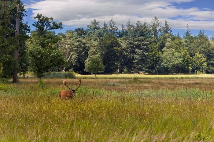 Veluwe, Niederlande