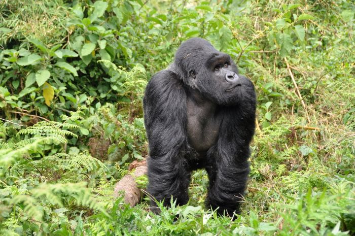 Gorilla in Ruanda
