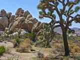 joshua_tree_cactus-5010233