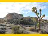 joshua-tree-national-park-1229827_1280