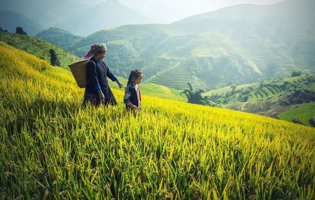 Reisfelder Vietnam