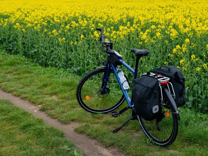 Trekkingrad vor Rapsfeld