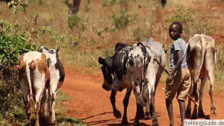 Rinderhirte, Uganda