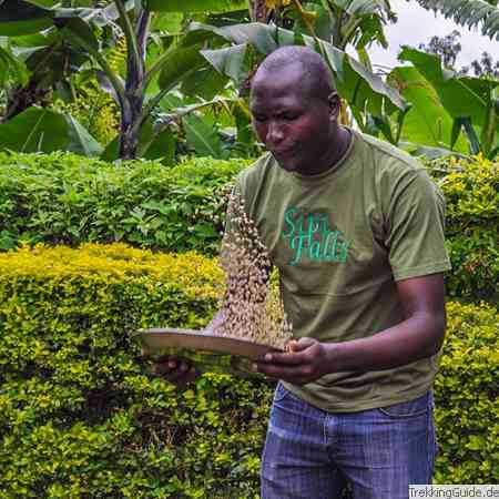 Kaffeebauer, Uganda