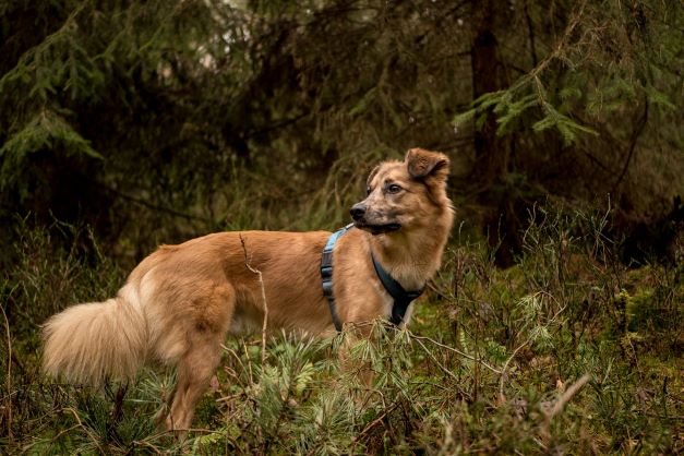 Wandern mit Hund