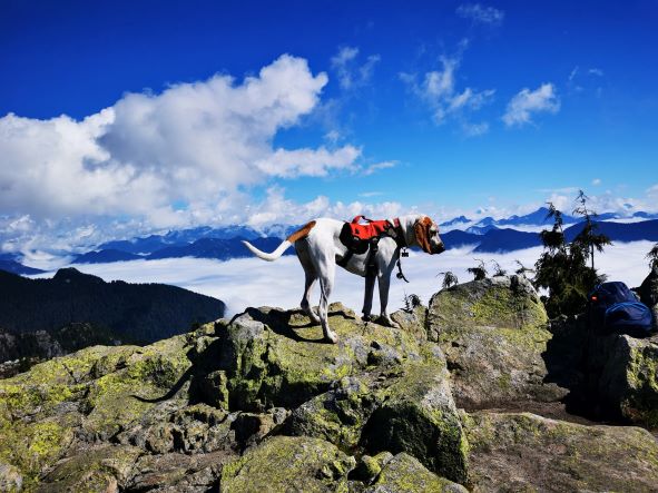 Bergsteigen mit Hund