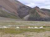 10-Landmannalaugar-93903