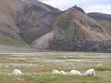 10-Landmannalaugar-93904