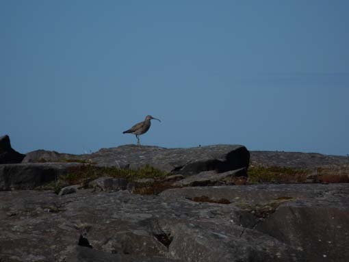 Island-Snaefellsnes-257