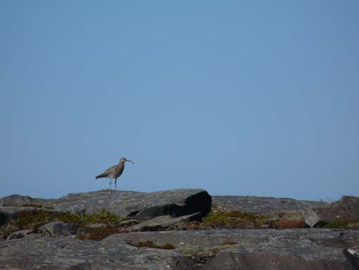 Island-Snaefellsnes-259