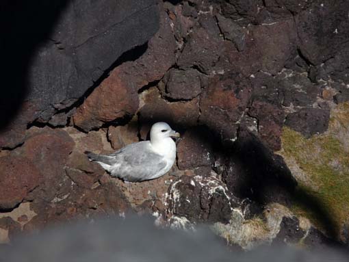 Island-Snaefellsnes-271