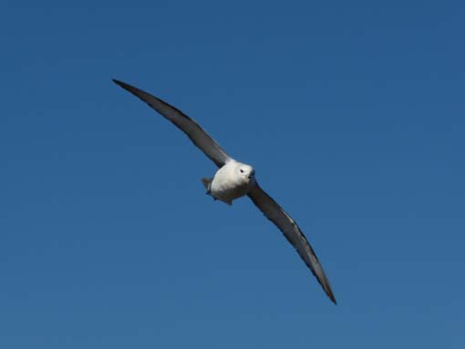 Island-Snaefellsnes-274