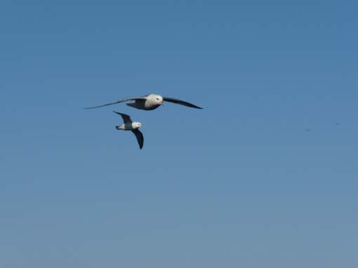 Island-Snaefellsnes-278