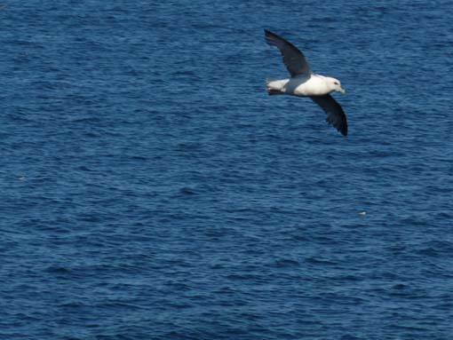 Island-Snaefellsnes-282