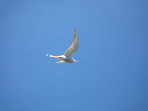 Island-Snaefellsnes-295