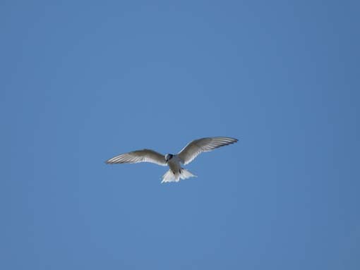 Island-Snaefellsnes-296