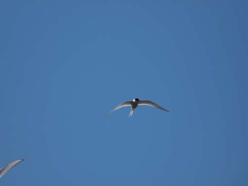 Island-Snaefellsnes-297