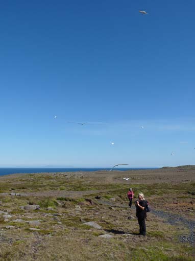 Island-Snaefellsnes-309