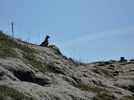 Island-Snaefellsnes-331